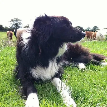 別荘 Kilmore Self - Catering *