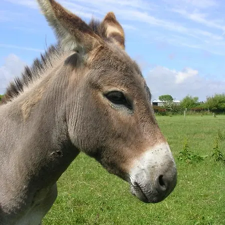 Kilmore Self - Catering 度假居 *